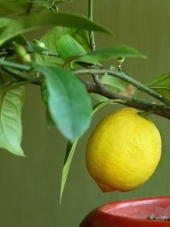 Lemon on lemon-tree on a red pot, Why Is My Lemon Tree Dying?