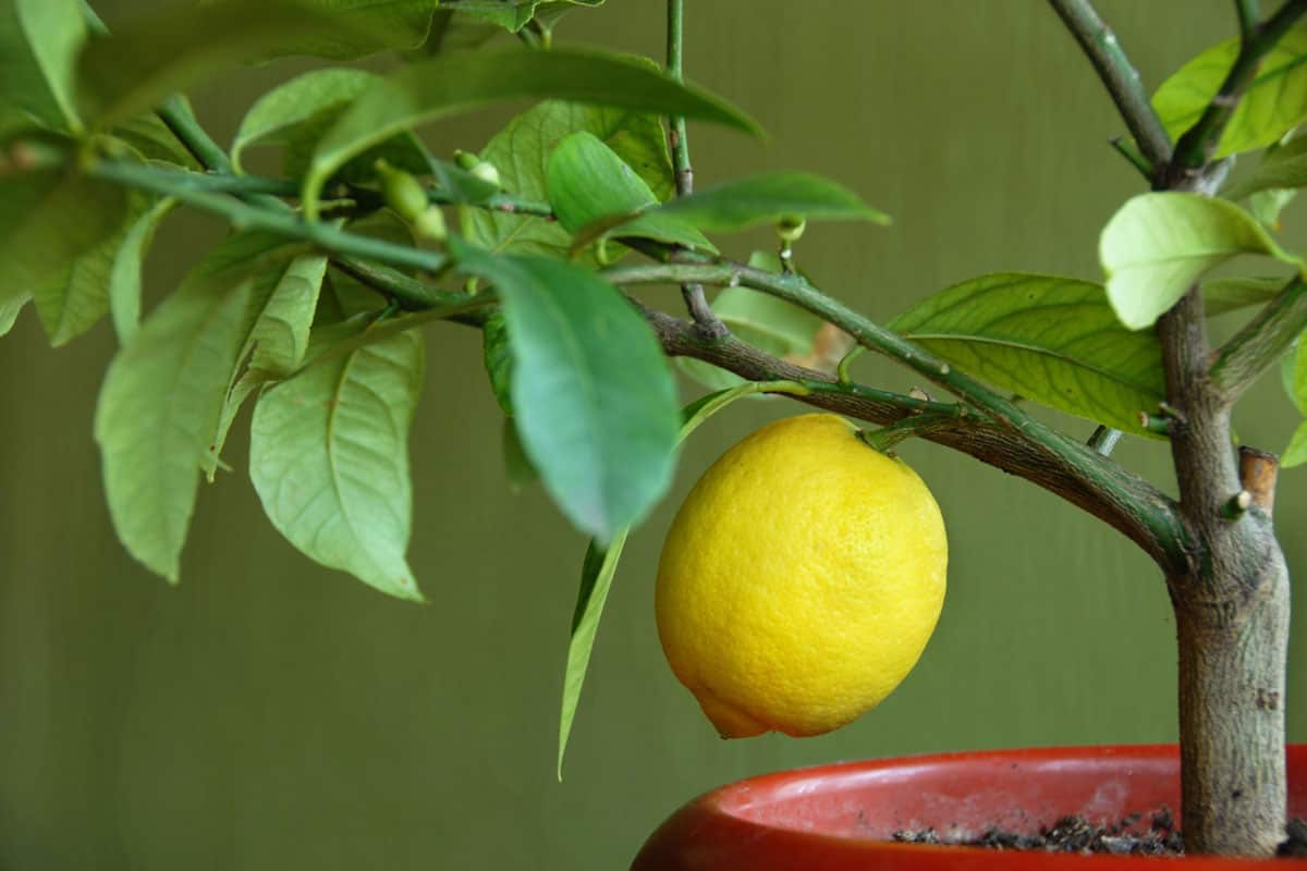 Lemon on lemon-tree on a red pot
