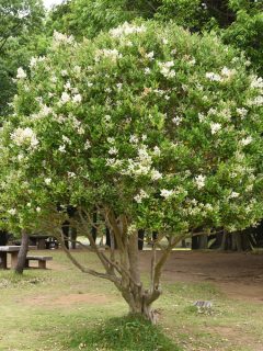 Ligustrum lucidum tree and flowers Oleaceae evergreen tree - Why Is My Ligustrum Tree Dying [3 Common Causes Explored]