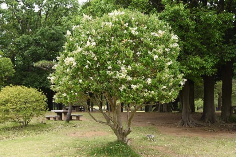Ligustrum lucidum tree and flowers Oleaceae evergreen tree - Why Is My Ligustrum Tree Dying [3 Common Causes Explored]