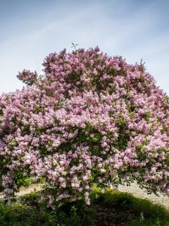 Lovely Lilac Tree - Lilac Bush Vs. Tree: What are the differences