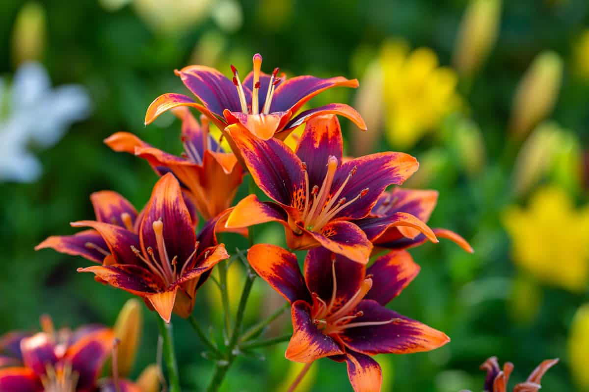 Multicolored garden lilies on a summer sunny day macro photography. Blooming daylily with bright bicolor petals in summer close-up photo. Red-orange lilly on a green background.