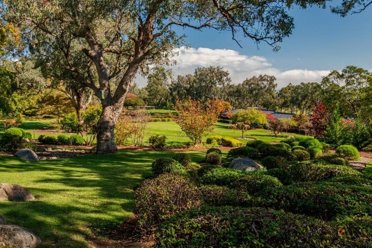 A magnificent eucalyptus tree standing in the middle of beautifully manicured garden, What To Plant Under A Eucalyptus Tree [8 Great Ideas!]