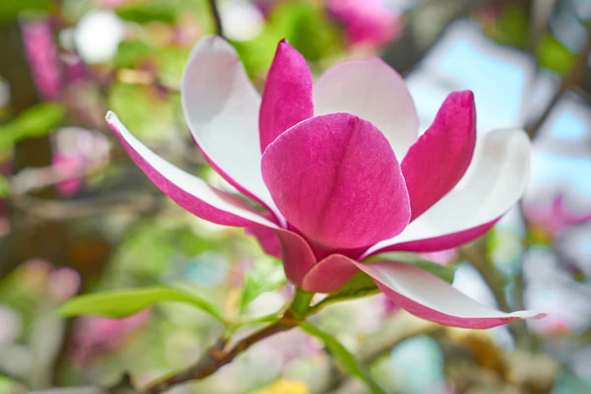 Magnolia flower bloom