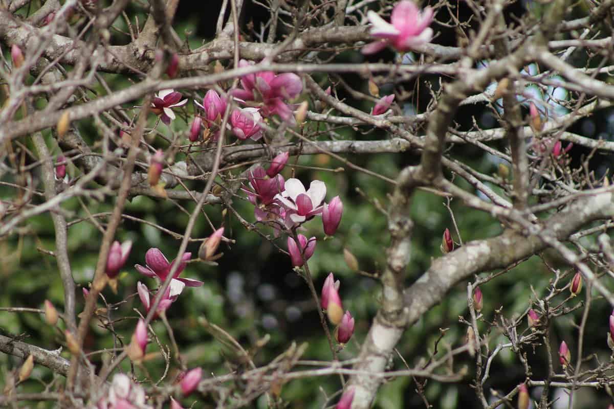 Magnolias blooming in a dying tree