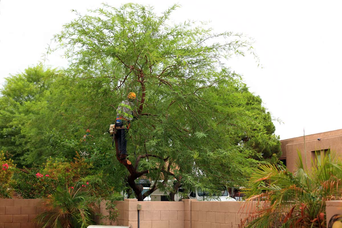 Man pruning a tall Mesquite tree
