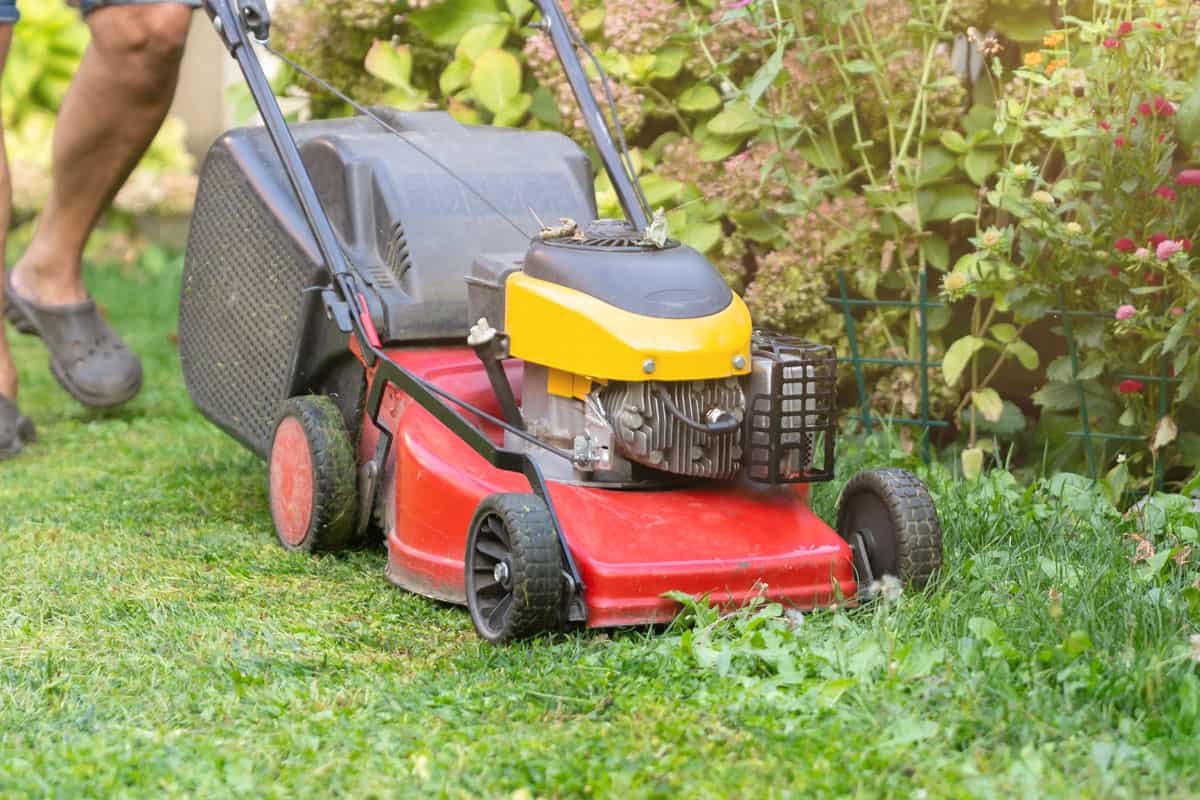Man using a lawn mower in his lawn