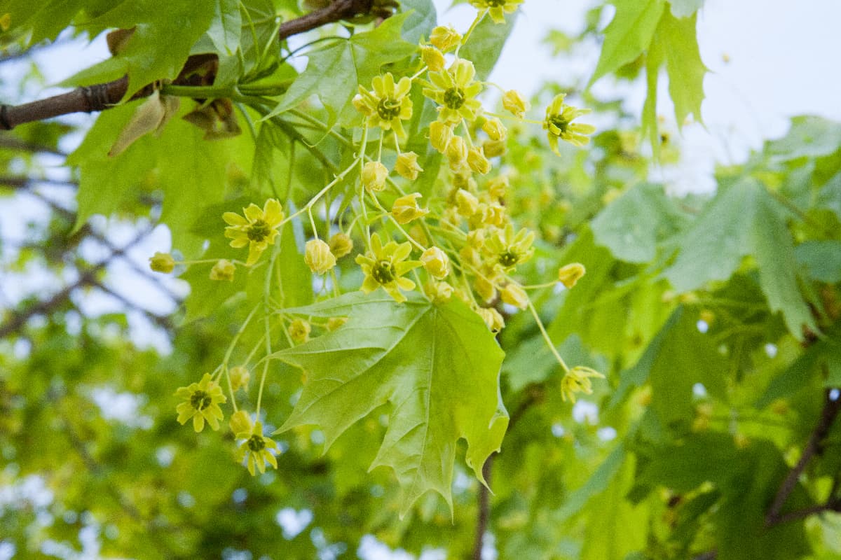 Maple (Acer campestre) flowers and leaves
