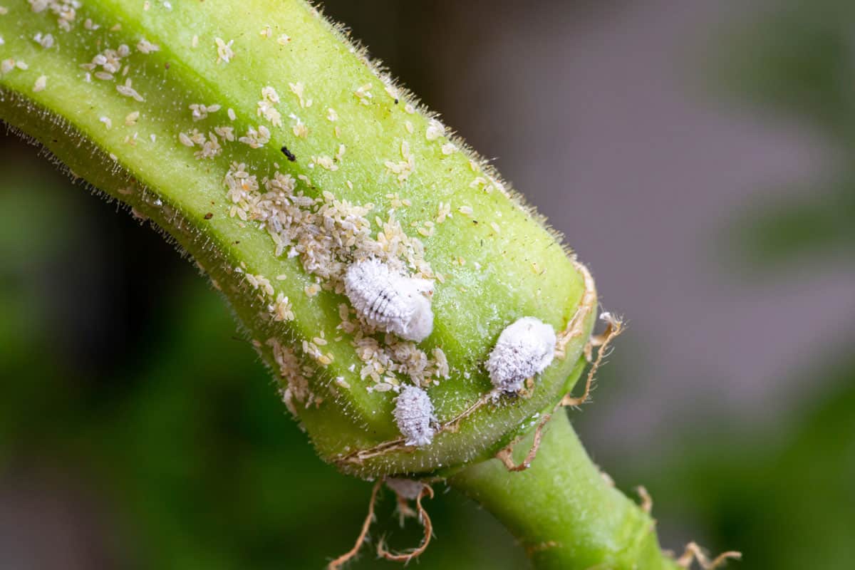 Mealybug infestation growth of plant