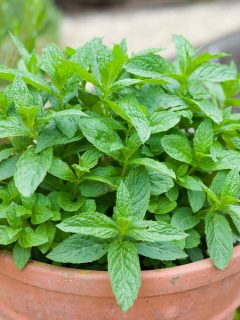 Mint growing in a plant pot. Fresh green mint (mentha spicata) in a herb garden - Does Mint Grow Back Every Year