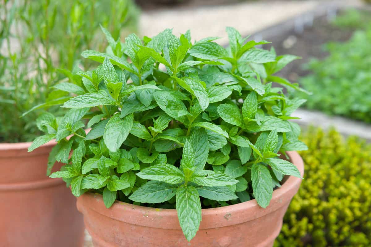 does mint grow back every year? - gardentabs
