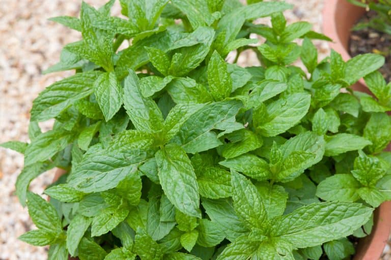 Mint plant growing in a pot. Fresh green mint (mentha spicata) in a herb garden - What To Plant Under The Eaves Of Your House