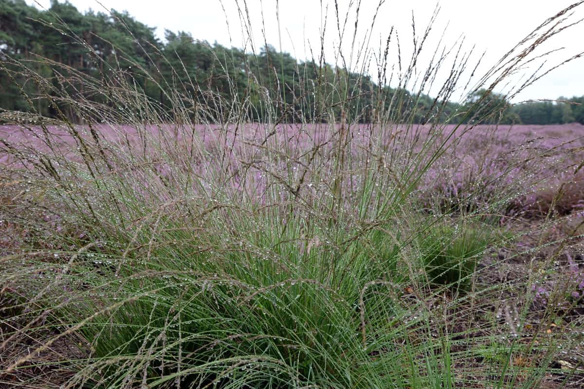 Molinia caerulea, purple moor-grass, covered with raindrops