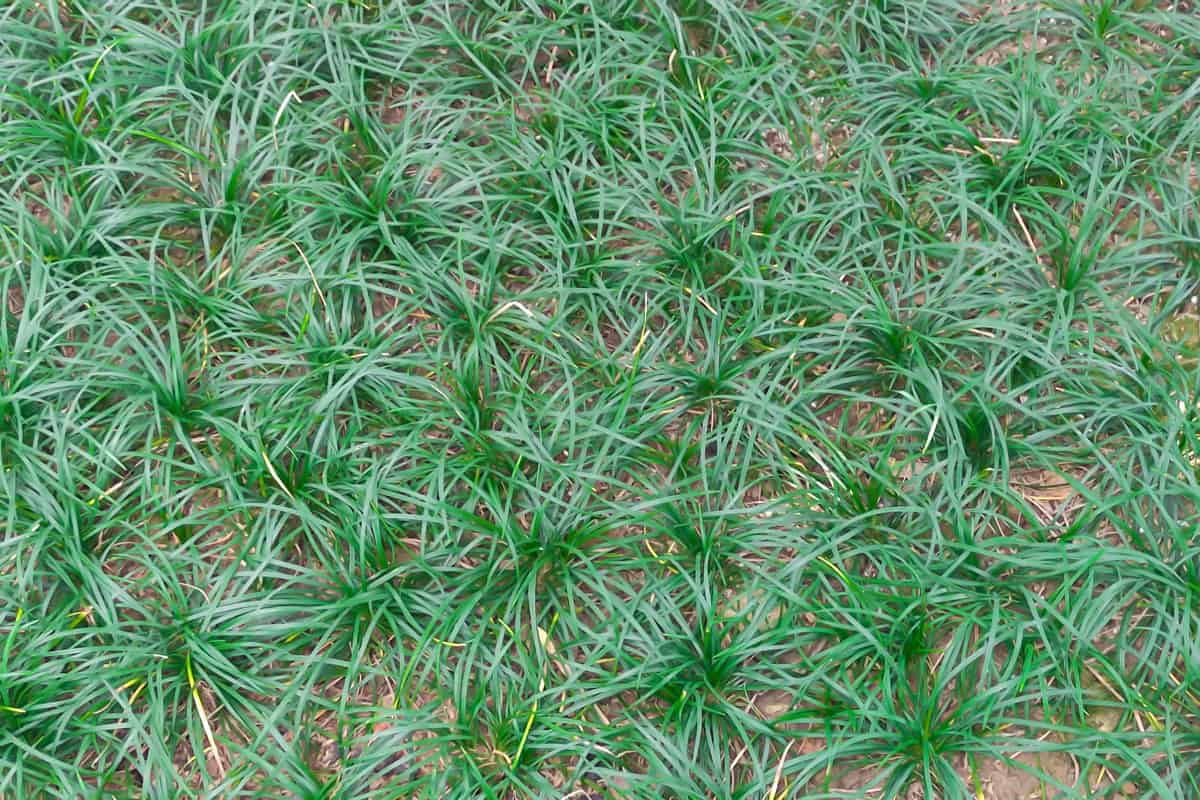 Mondo grass photographed up close