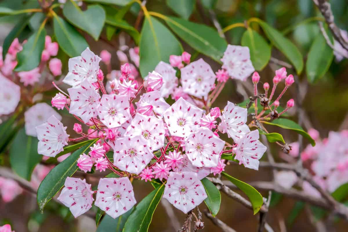 Mountain laurel(Kalmia latifolia), in full bloom, and buds, and green leaves
