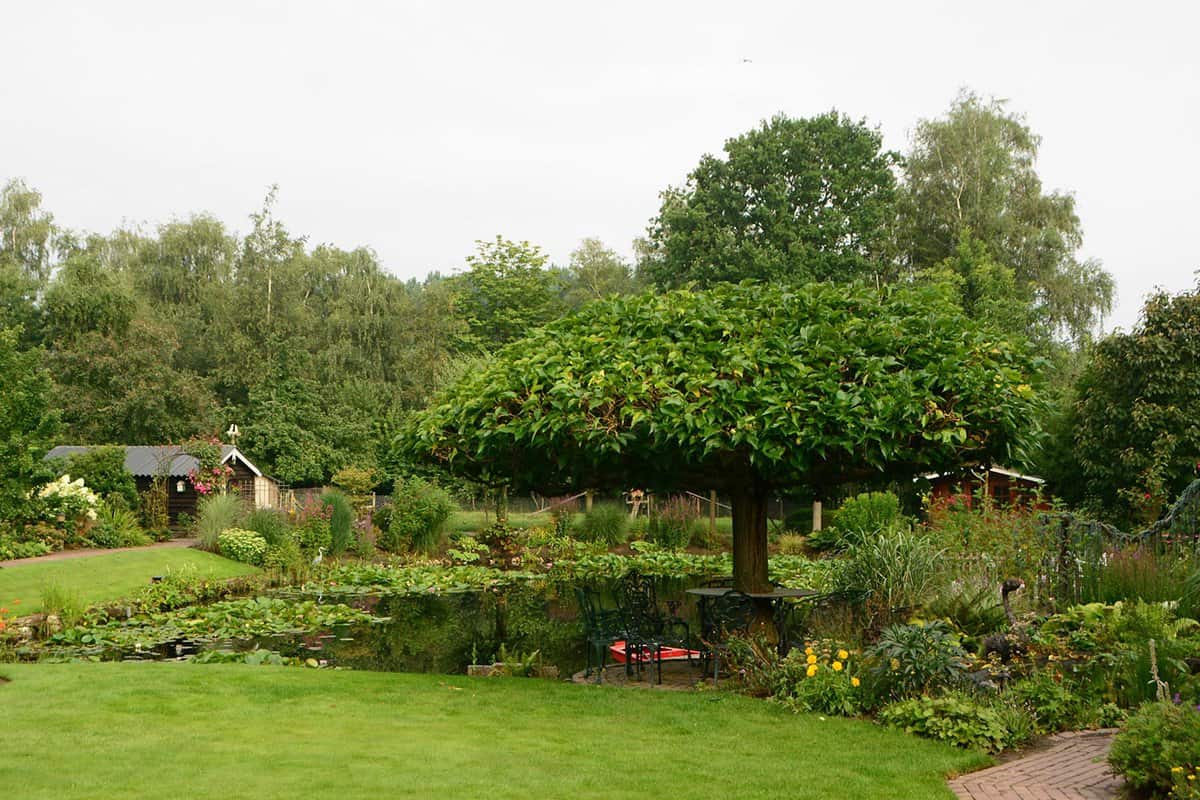 Mulberry tree in ornamental garden
