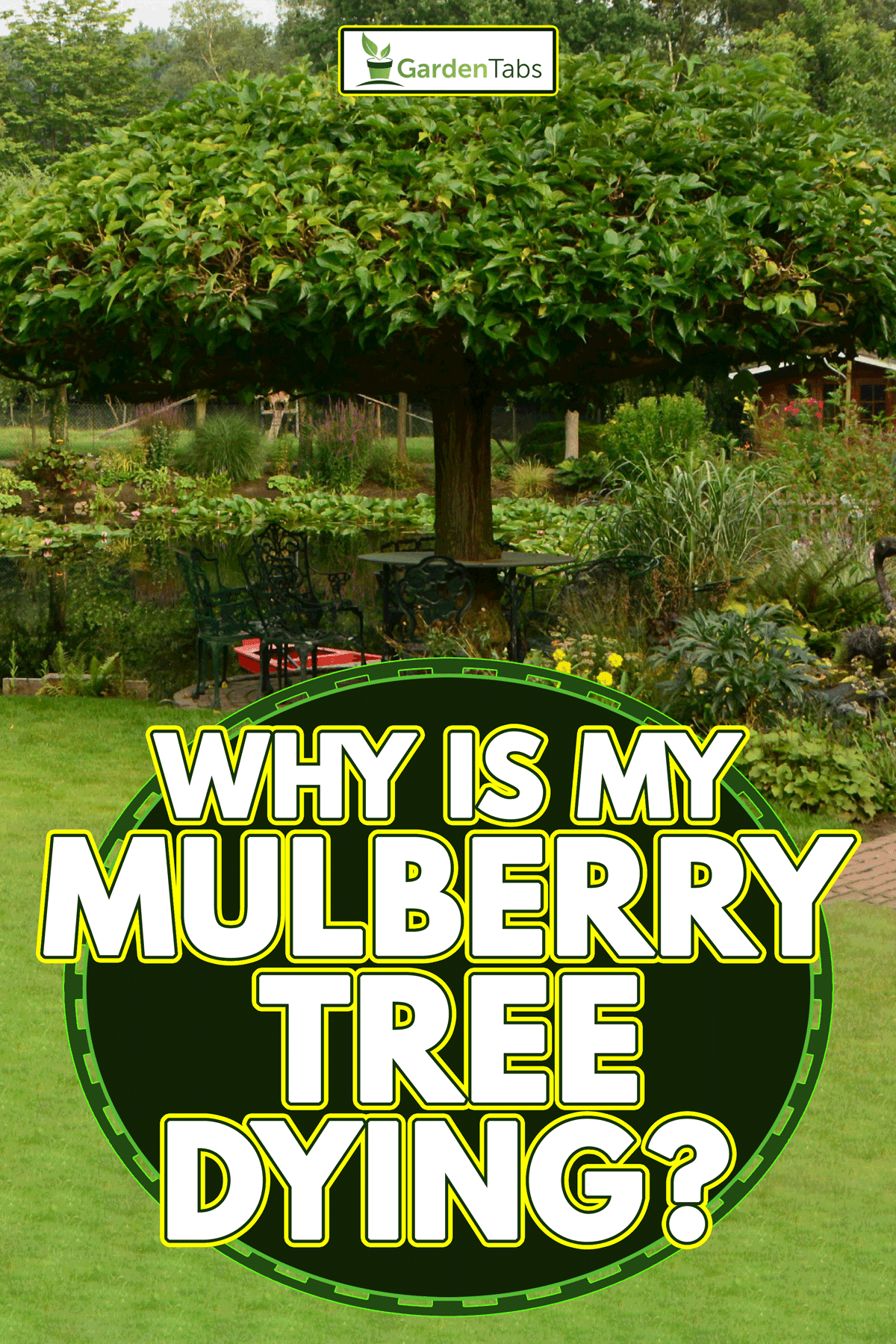 Mulberry tree in the garden, Why Is My Mulberry Tree Dying?