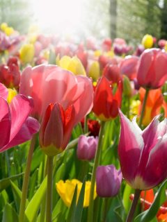 Multi-colored tulips in a park on sunny morning, 10 Zone 5 Perennials That Like Full Sun