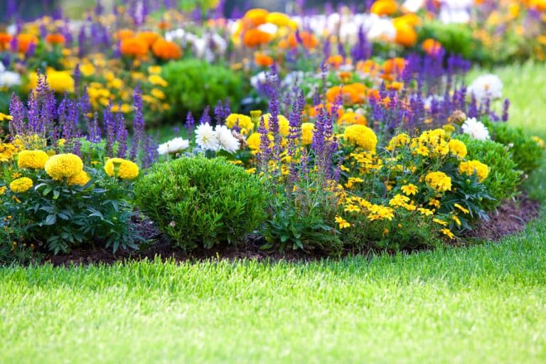 Multicolored-flowerbed-on-a-lawn, 5 Zone 5 Perennials That Bloom All Summer