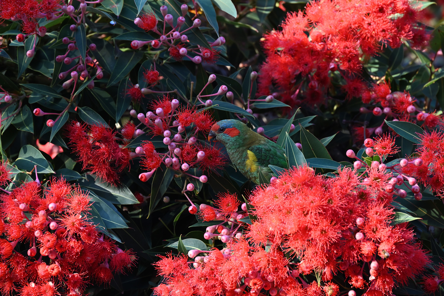 Musk lorikeet amongst leaves and red flowers in a red flowering gum tree, corymbia ficifolia