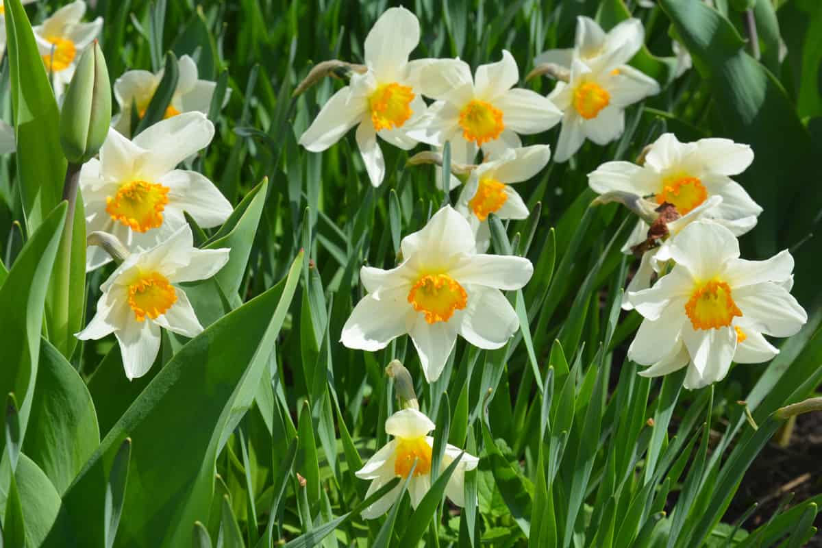 Narcissus flowers flower bed with drift yellow.