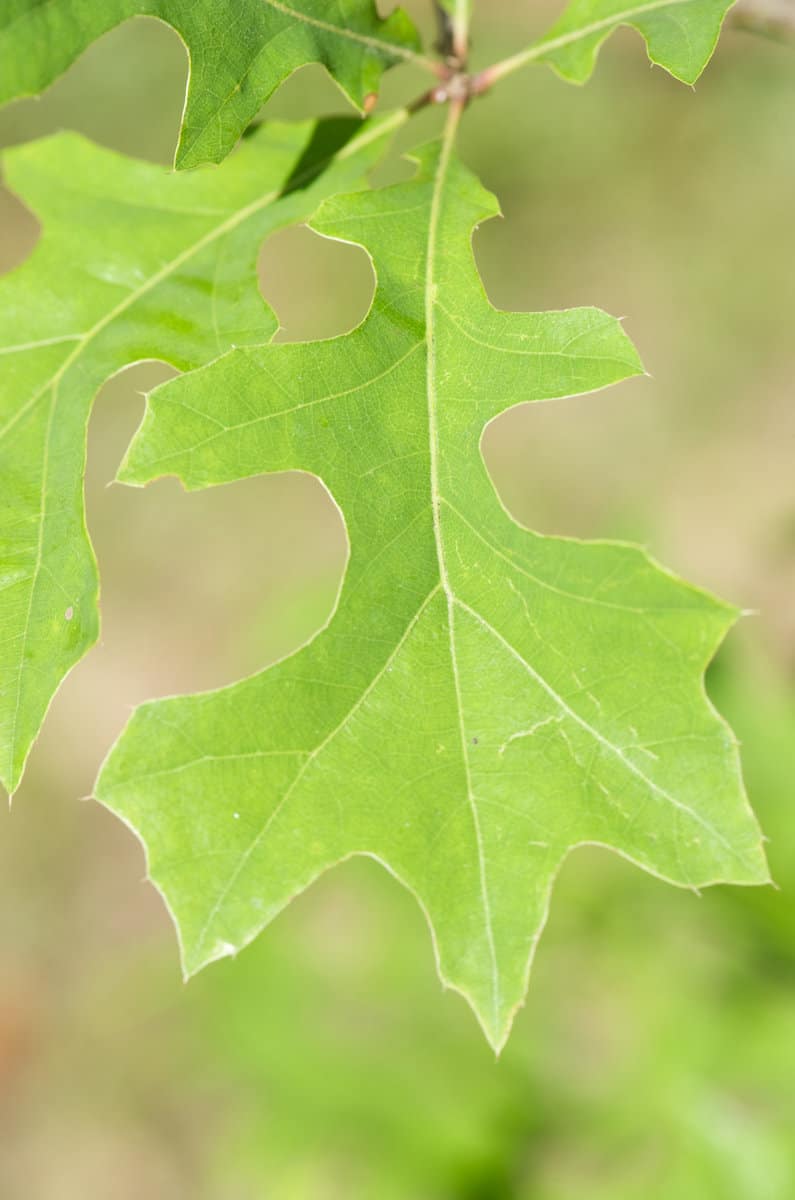 Nuttall Oak Leaf 