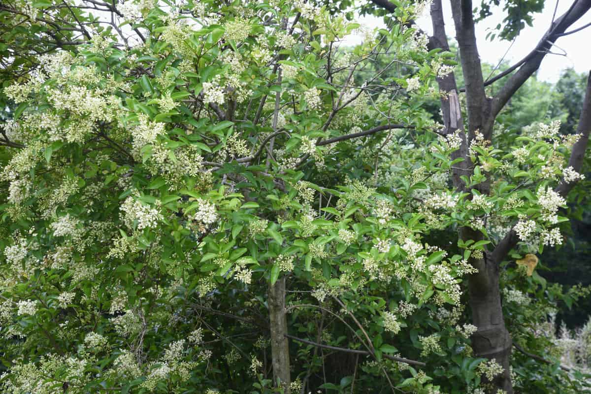 Oleaceae evergreen tree - LIGUSTRUM TREE