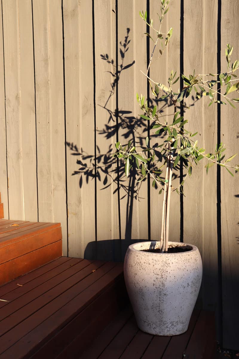 Olive tree in pot in the afternoon sun in front of a timber fence