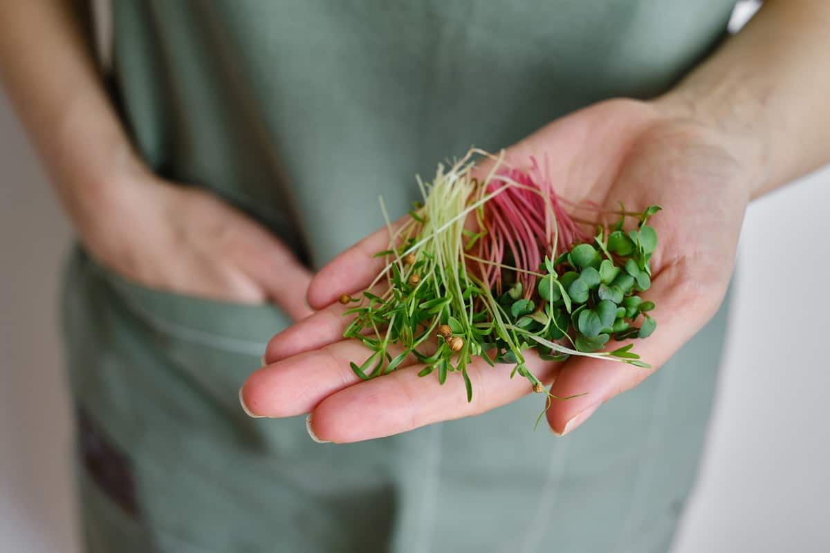 Organic microgreen sprouts close-up in the hands of a girl. Woman in apron holds fresh greens. 