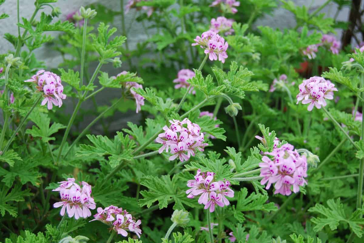 Outdoor citronella plant with floral