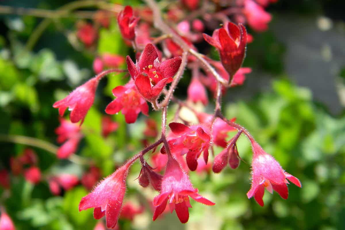 Pink flowers of heuchera with velvety petals on burgundy stems, decorative perennial evergreen garden plant with bright flowers and beautiful foliage, also known as alumroot and coral bells