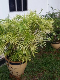 A parlor palm tree potted outside house, Why Is My Parlor Palm Dying?