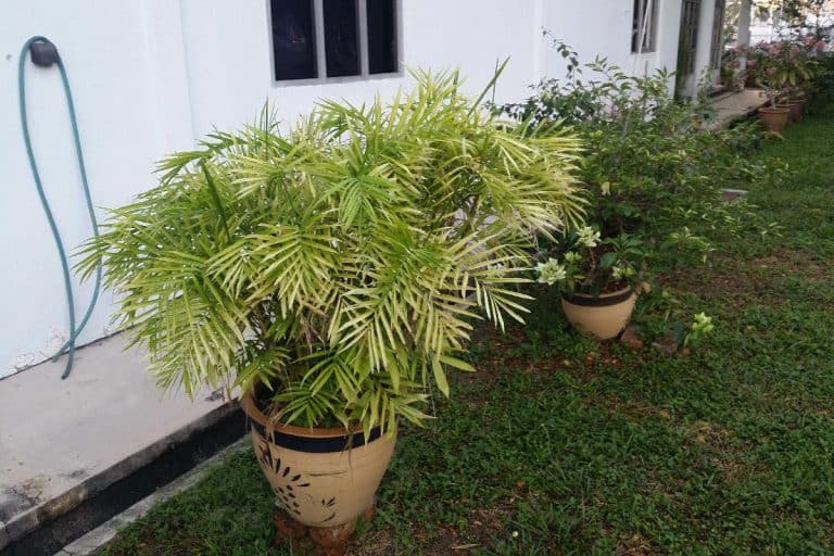 A parlor palm tree potted outside house, Why Is My Parlor Palm Dying?