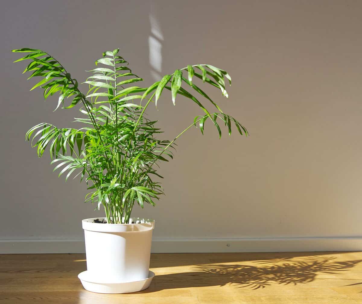 Parlor palm with sunlight