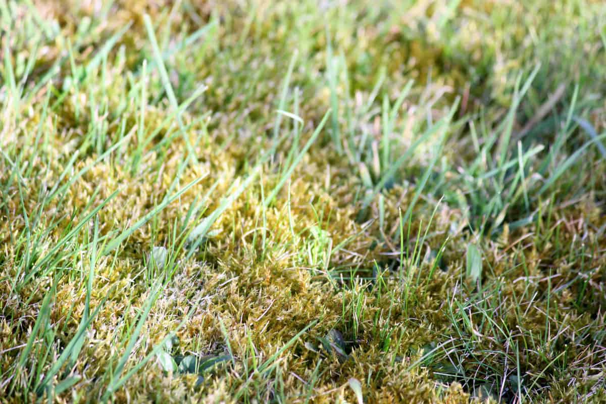 Patch of grass covered in moss