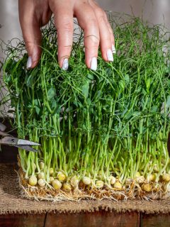 Pea microgreens cut with scissors on a wooden, Are Microgreens Expensive To Grow?