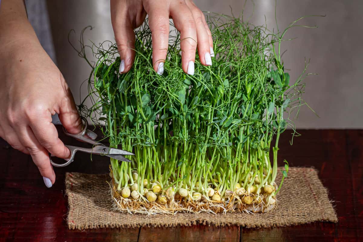 Pea microgreens cut with scissors on a wooden