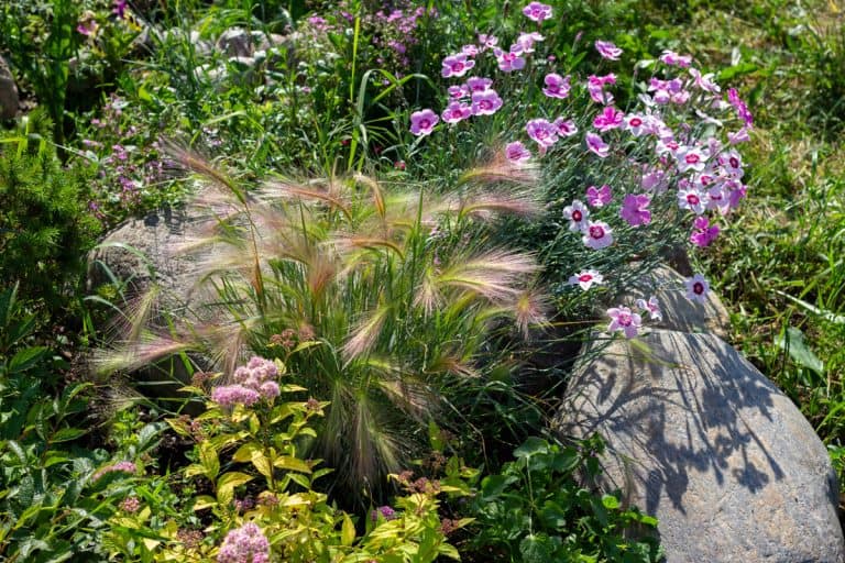 Perrenial garden with decorative cereal grasses. Foxtail barley festuca carnations and spirea Golden princess in rockery, 9 Beautiful Perennial Grasses for Zone 5