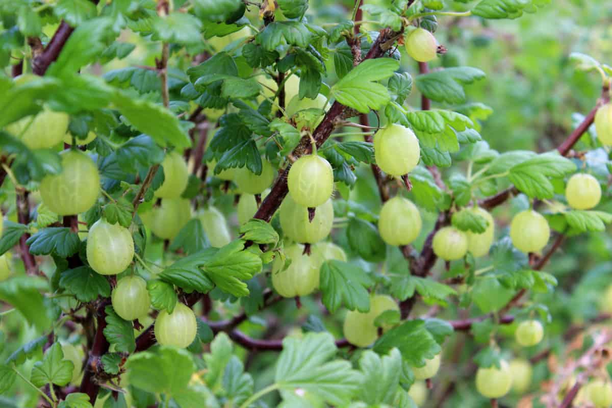 Photo showing a large, healthy gooseberry bush in the summer, pictured laden with a good crop of maturing gooseberries that will soon be ripe, ready to pick for a crumble or two.