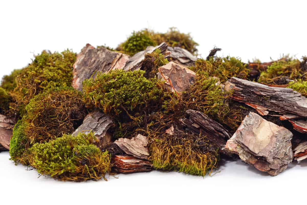 Pieces of bark and moss isolated on a white background.