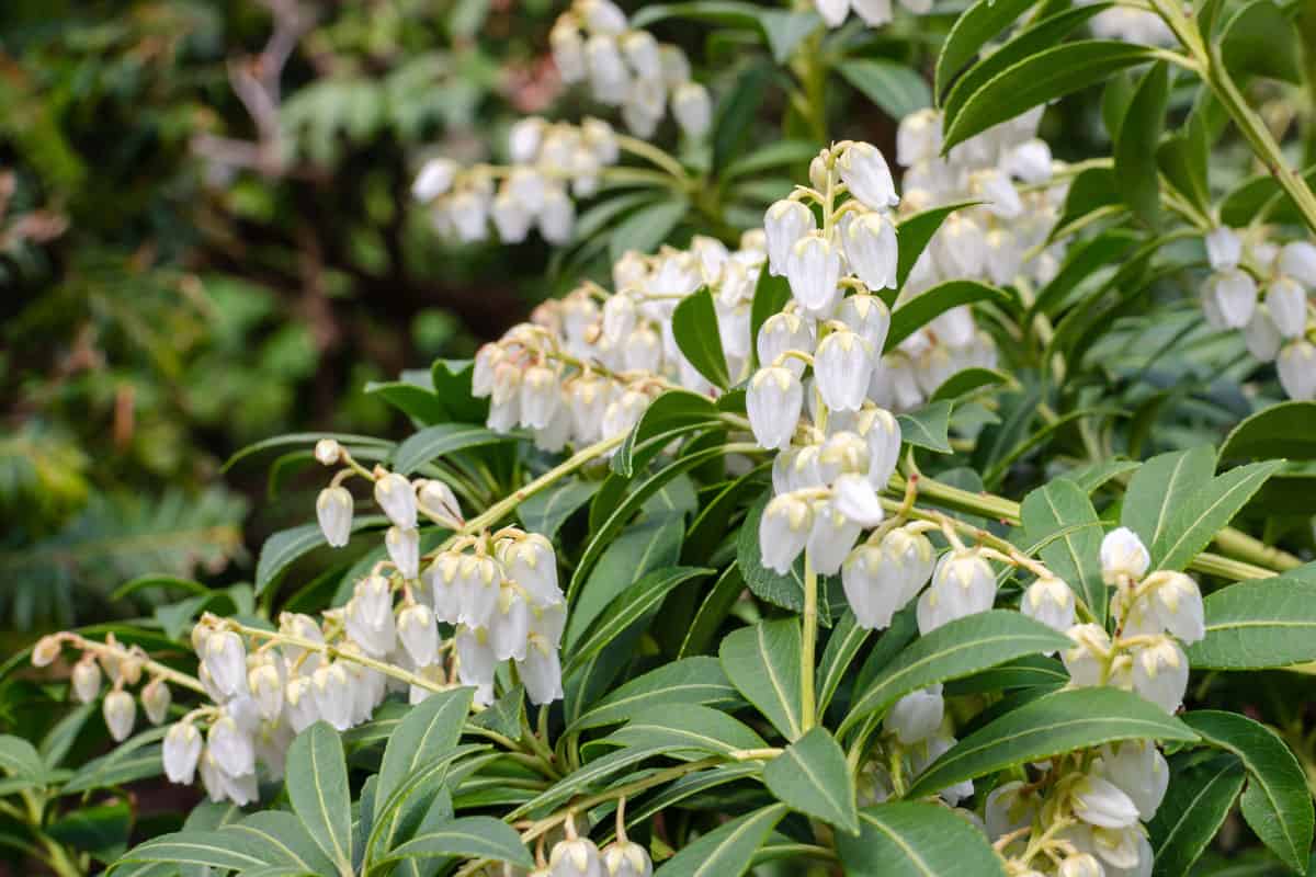 Pieris japonica Purity in botany