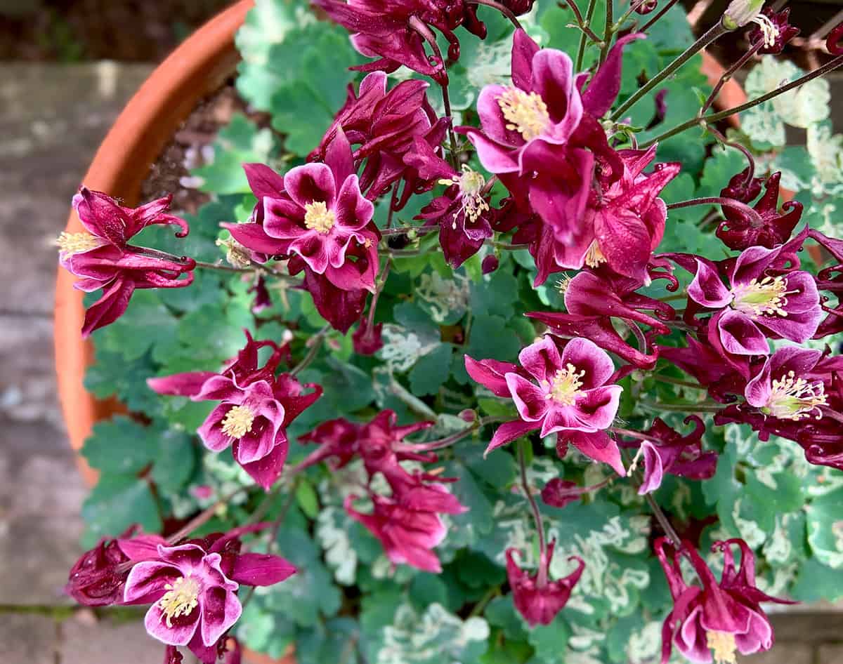 Pink Columbine blooming in a pot