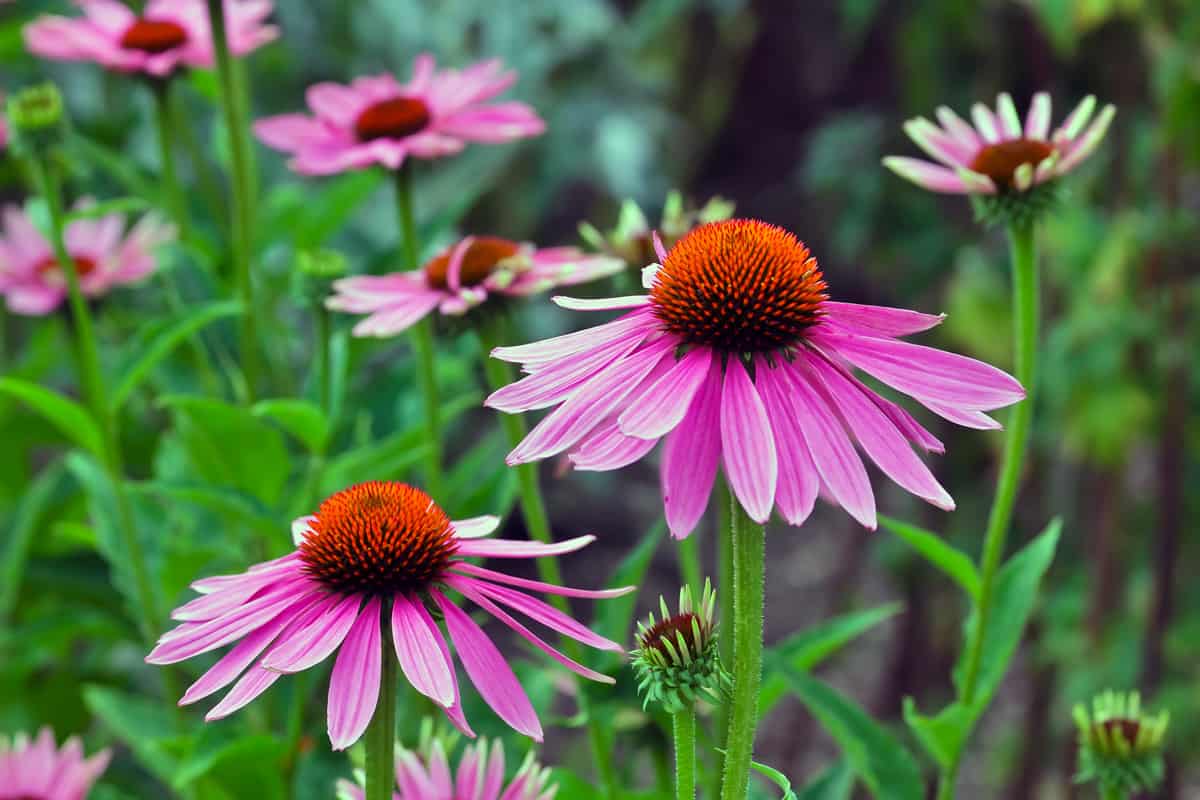 Pink Echinacea angustifolia flowers photographed in the garden