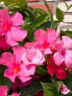 Pink Mandevilla in full bloom against a brick wall - Why Is My Mandevilla Dying