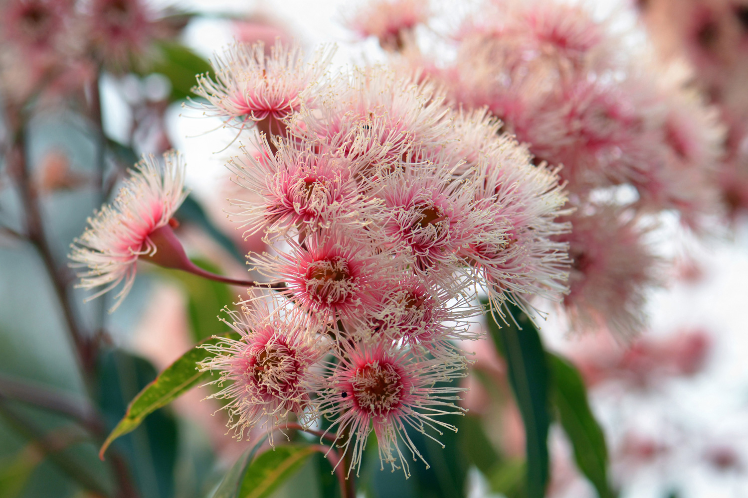 Pink and white blossoms of the Australian native gum tree Corymbia Fairy Floss, family Myrtaceae.