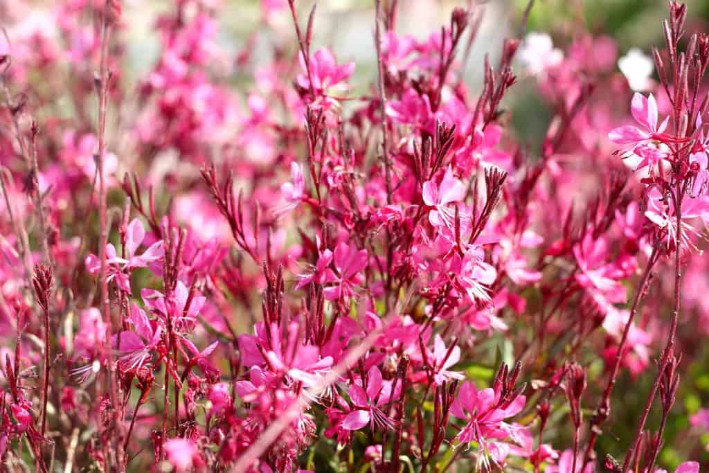 Pink flowers Gaura close-up