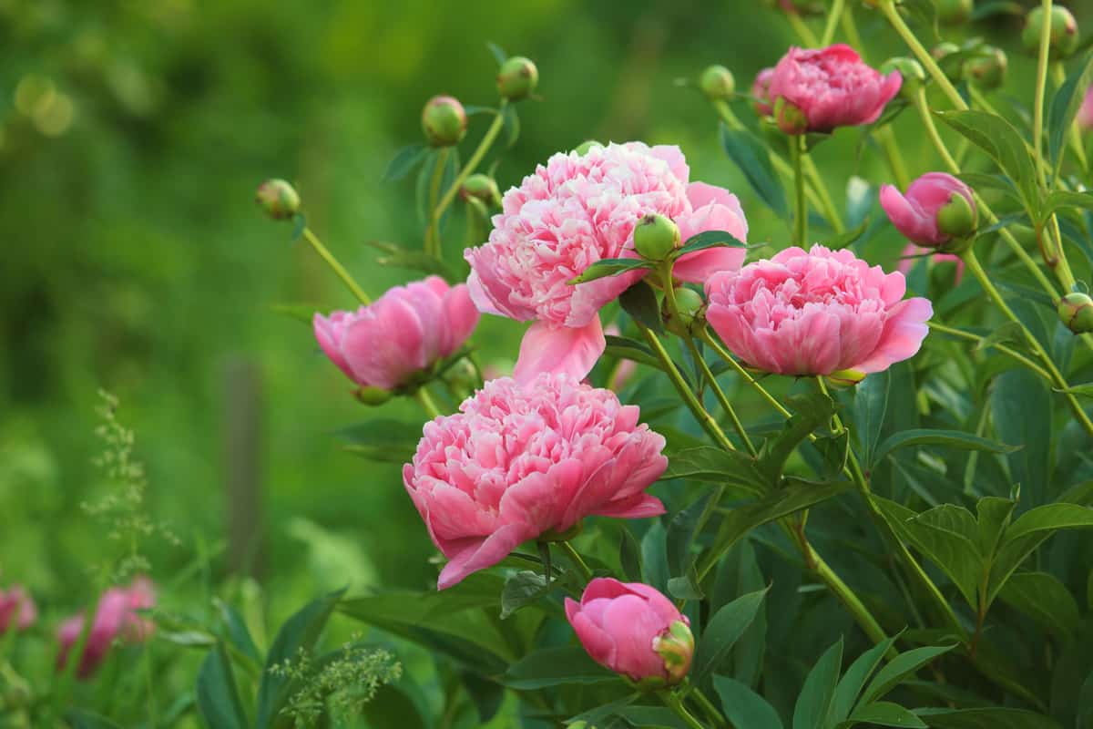 Pink peonies blooming on a bright sunny day