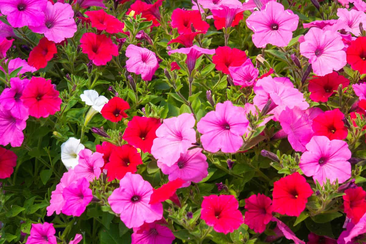 Pink, white and red petunia flowers with a green leaf background.