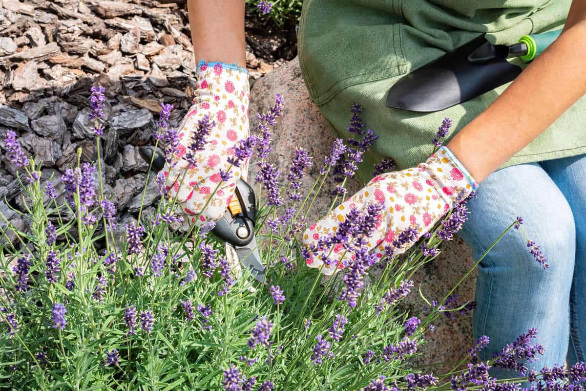 Planting lavender bushes in a Provencal style garden. Works on landscaping in the flower garden.