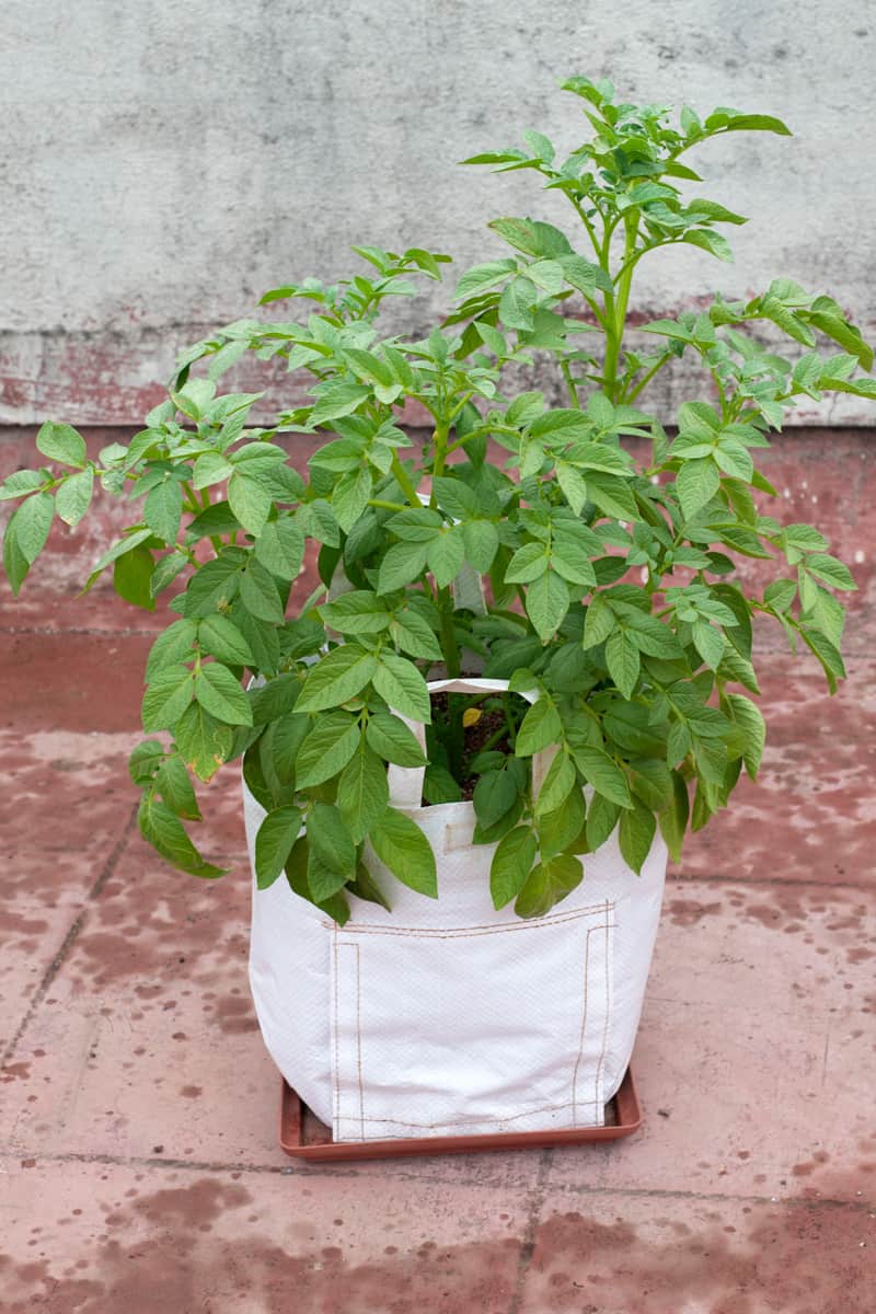 Planting potato in a white grow bag